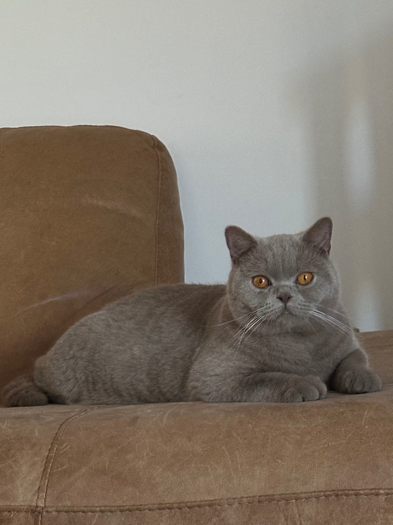 British shorthair cat lilac stunning
