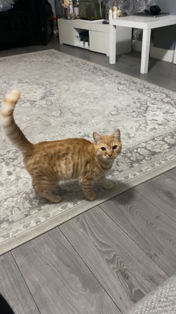 BSH male and female cat for sale 