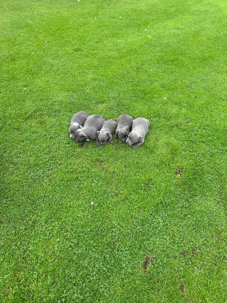 Blue Staffordshire Bull Terrier Puppies 