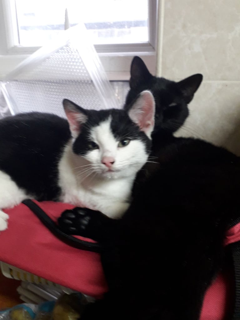 Black & White kitten 