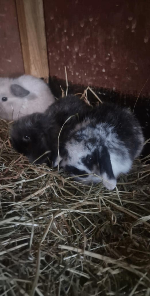 image for Minilop rabbits
