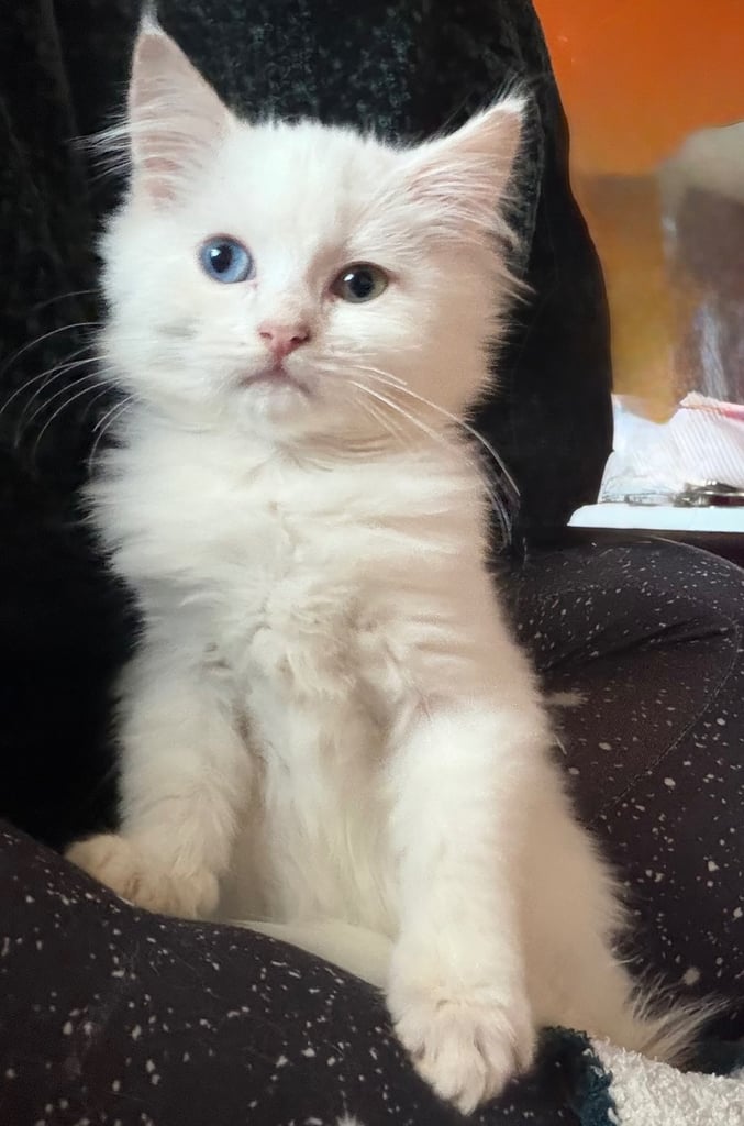 Persian kitten 