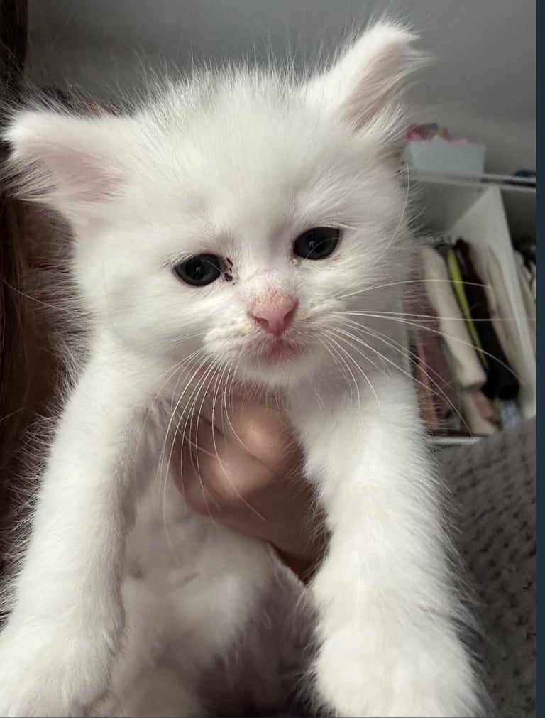 White Kitten 2 months old 