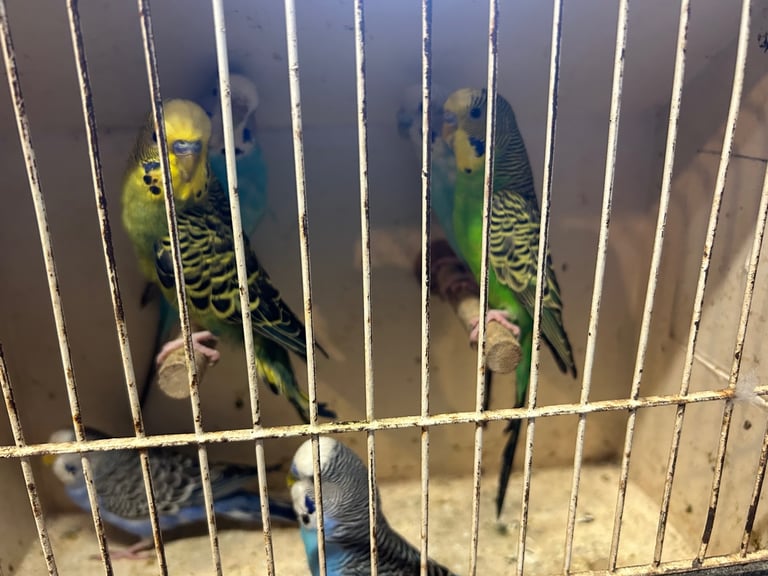 Budgies for sale, splits, all in good health