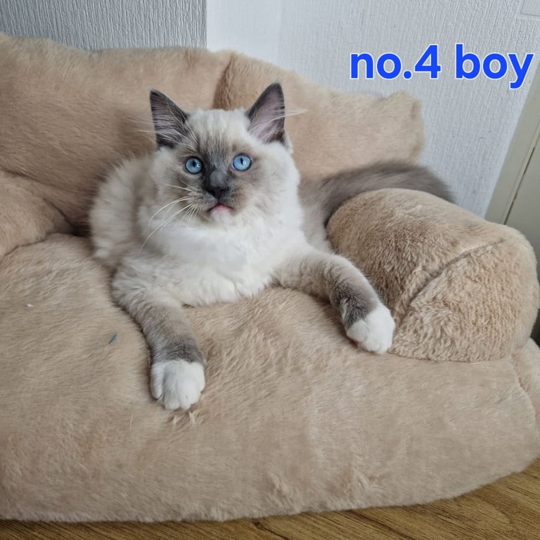 Ragdoll kittens