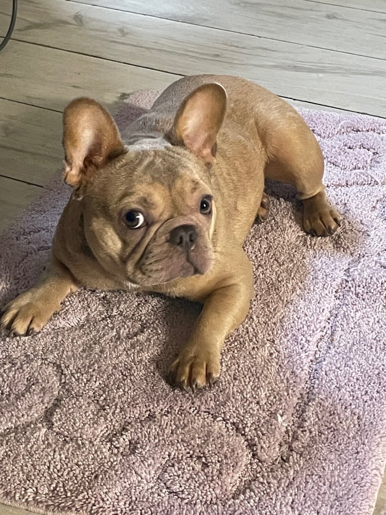 French bulldog