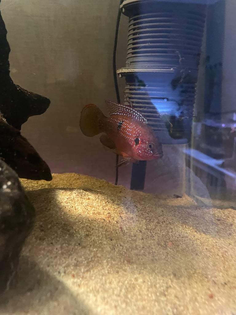 Cichlids for sale 