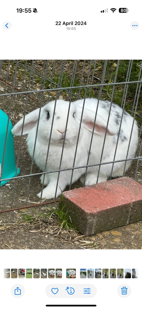 Rabbit looking for new home 