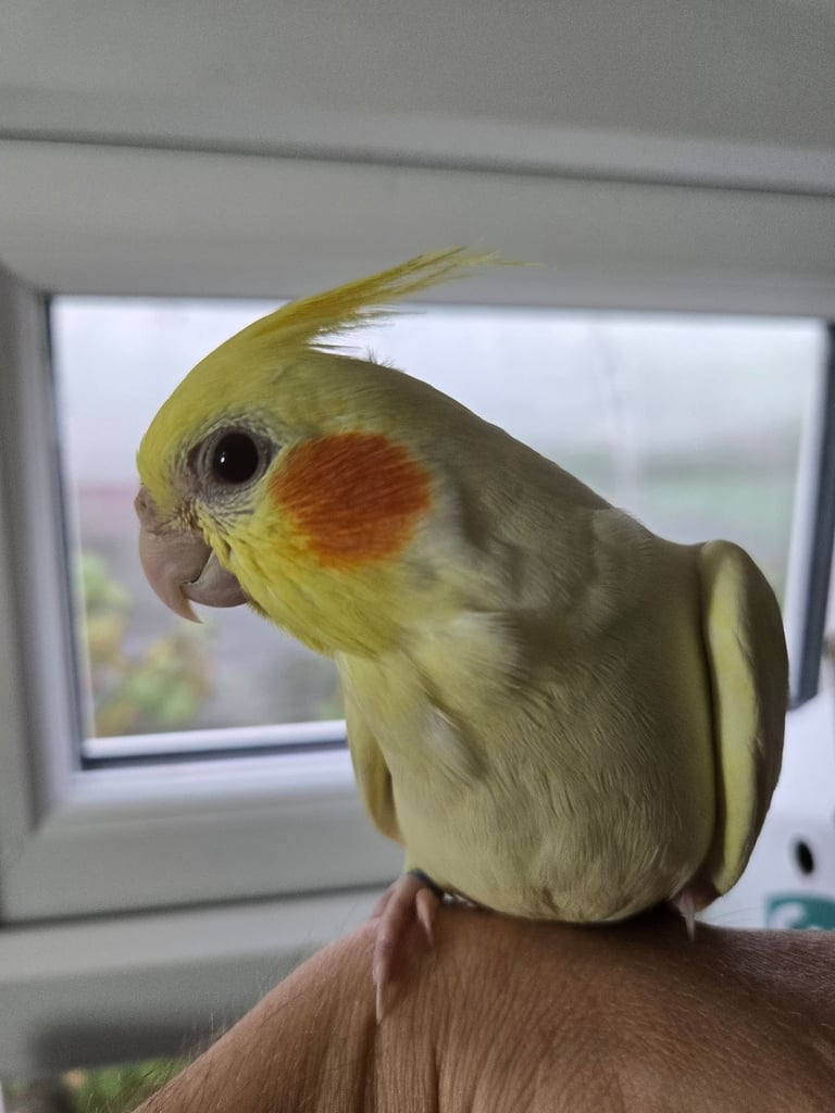 Lutino Cockatiel – Ultra Tame, Hand-Fed, No DNA test, Collection Only