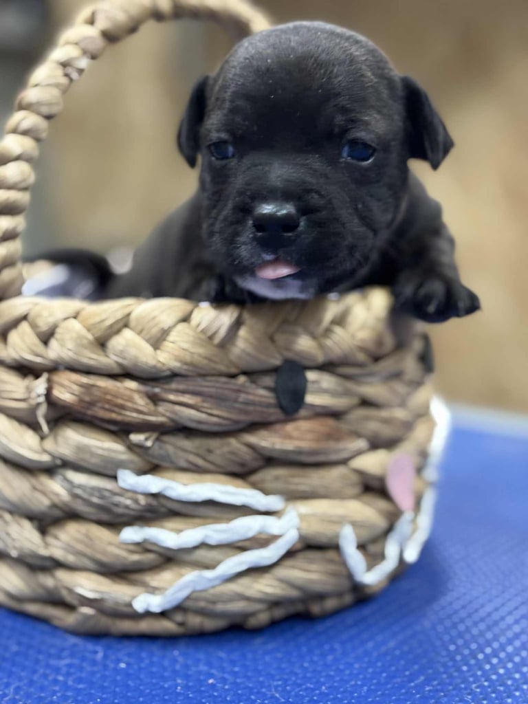 Staffordshire Bull Terrier Pups