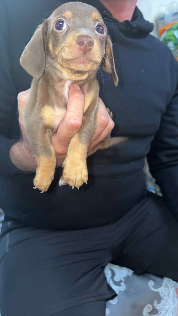 Mini dachshund