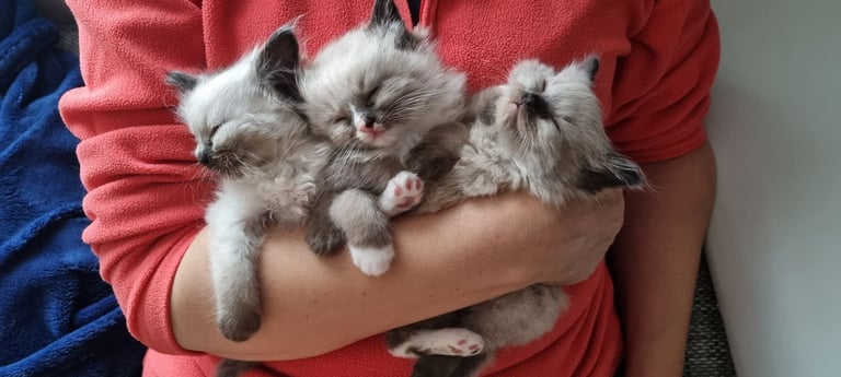 Ragdoll kittens 