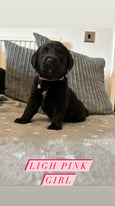 KC registered Labrador retriever puppys available now