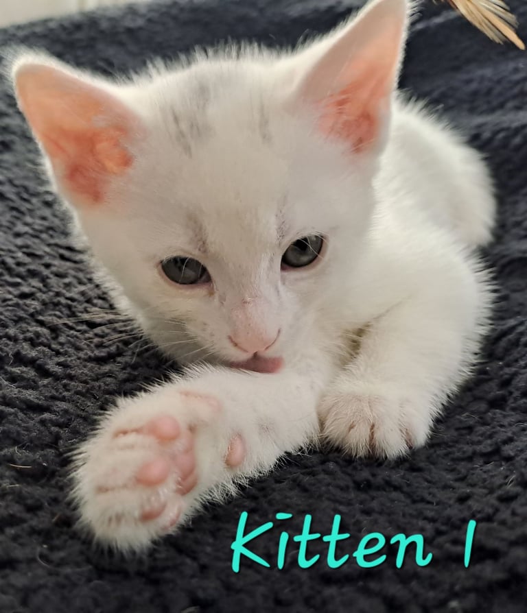 4 Stunning kittens for sale