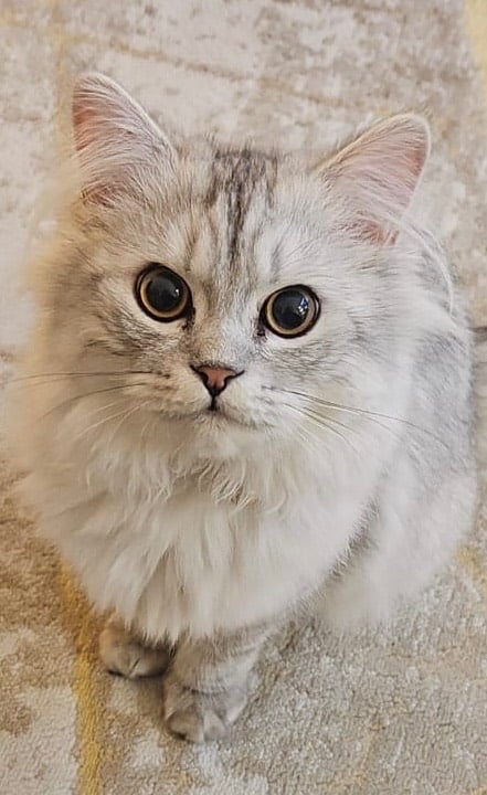 Persian Chinchilla Cat/Kitten