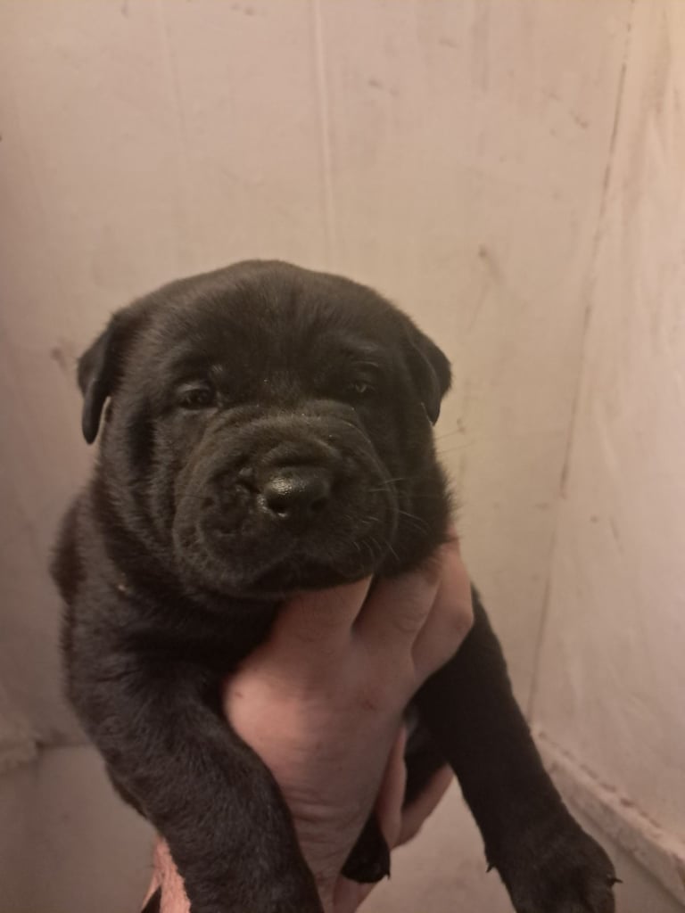 Shar Pei