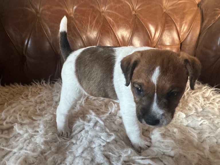 Parsons Terrier (pedigreed)