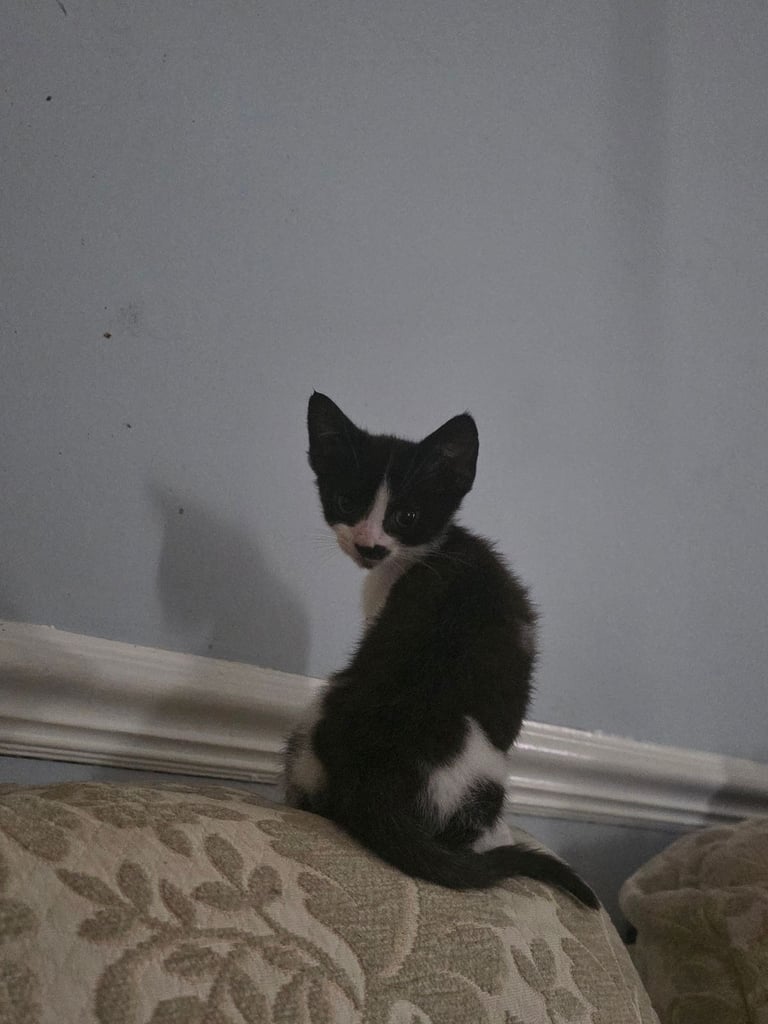 Kittens 