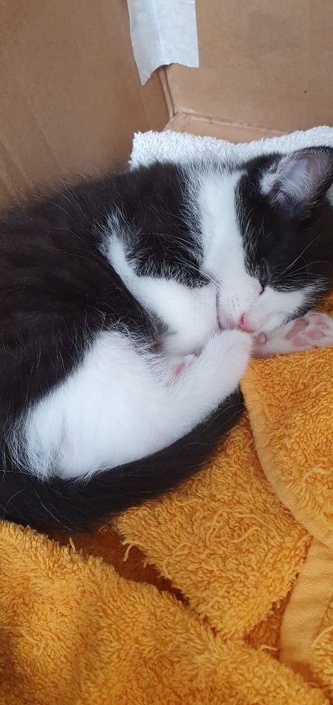 Kitten for Sale £50