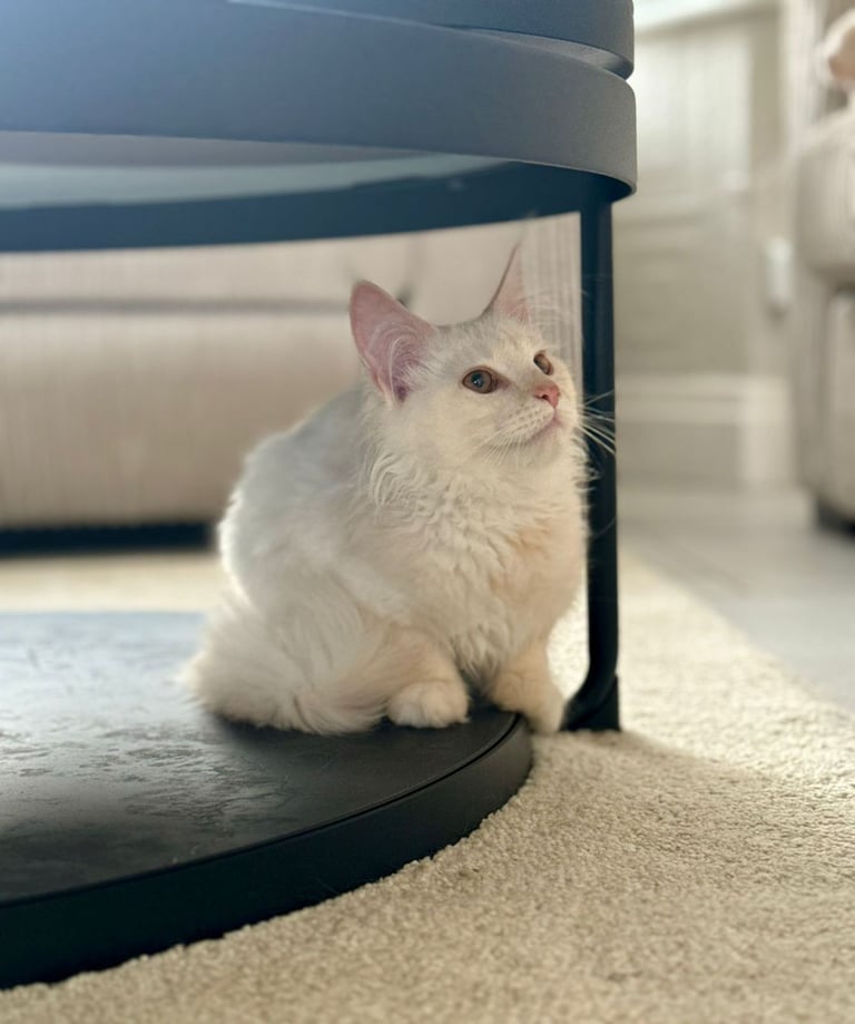 Stunning Maine Coon Kitten