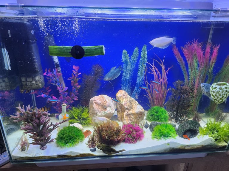 image for Tropical fishes to good home due moving