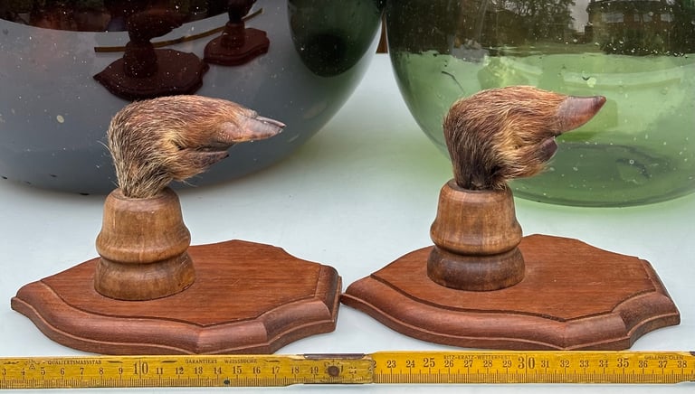 VINTAGE FRENCH TAXIDERMY WILD BOAR HOOVES COAT HOOKS, SANGLIER HOOF HUNTING RACK - WILL POST!