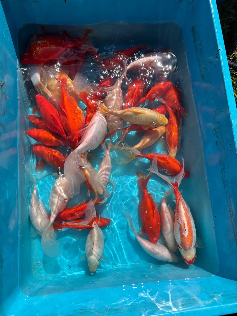 Fish / pond 