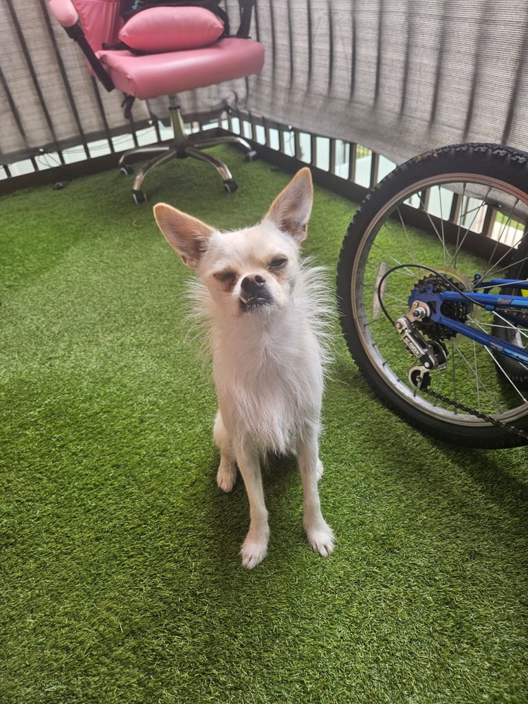 image for Pomchi looking for new home