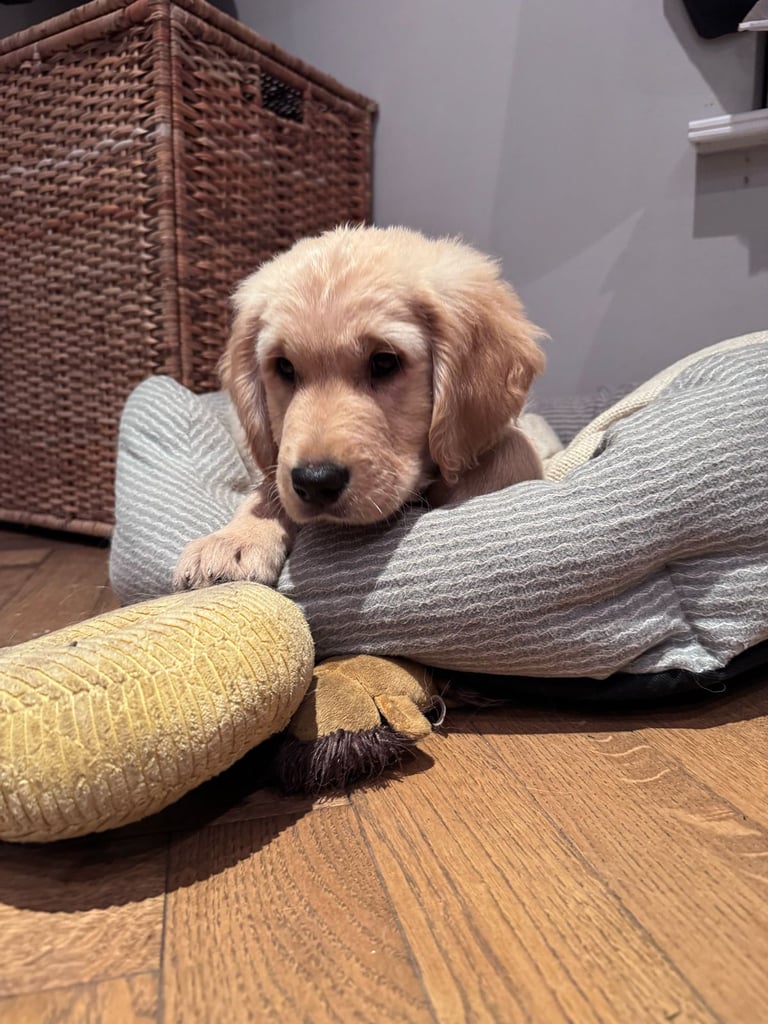 Purebred Golden Retriever Puppies
