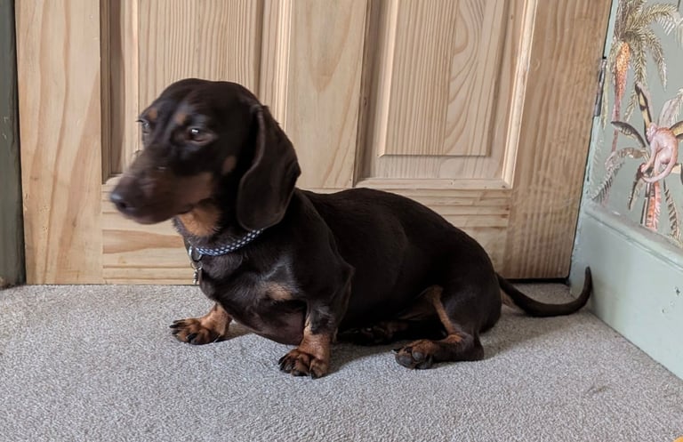 Dachshund 