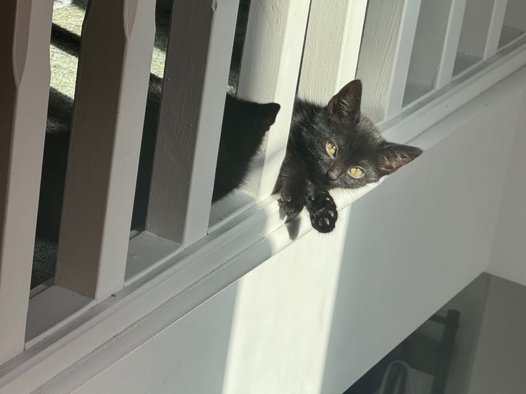 black tuxedo kittens male and female available now