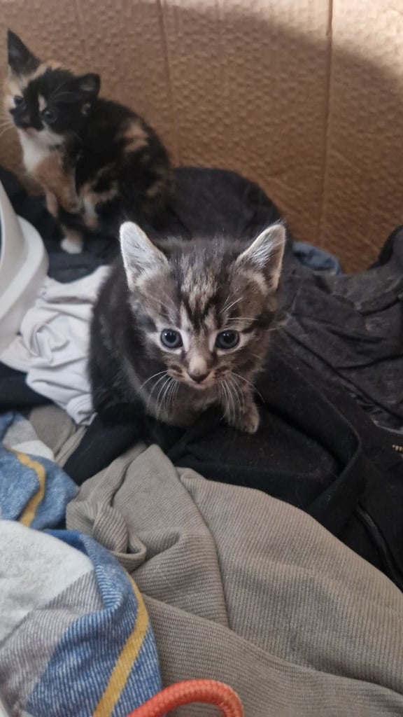 Kittens for sale