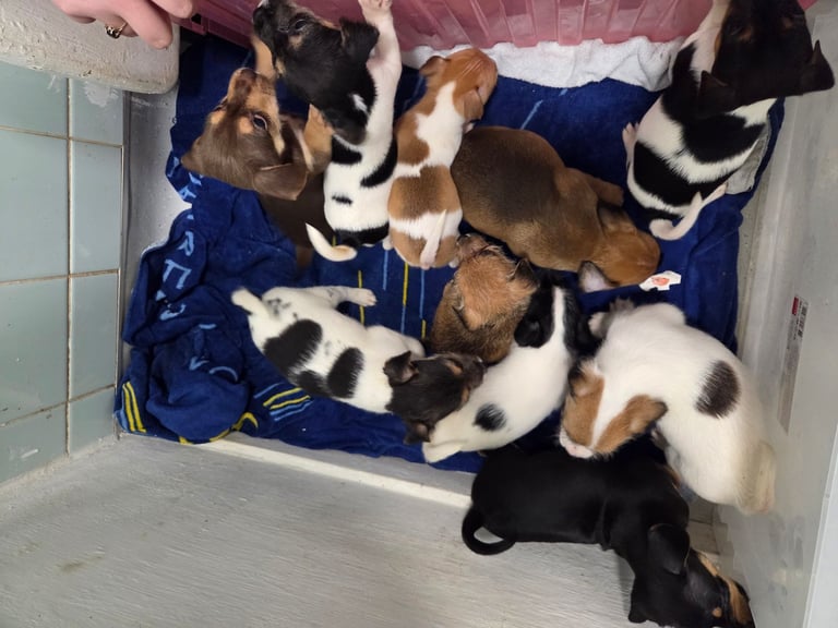 Jack russell pups 