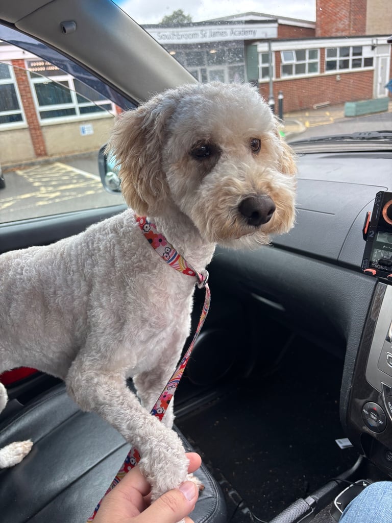 image for Cockapoo girl 3 years old, needs forever home