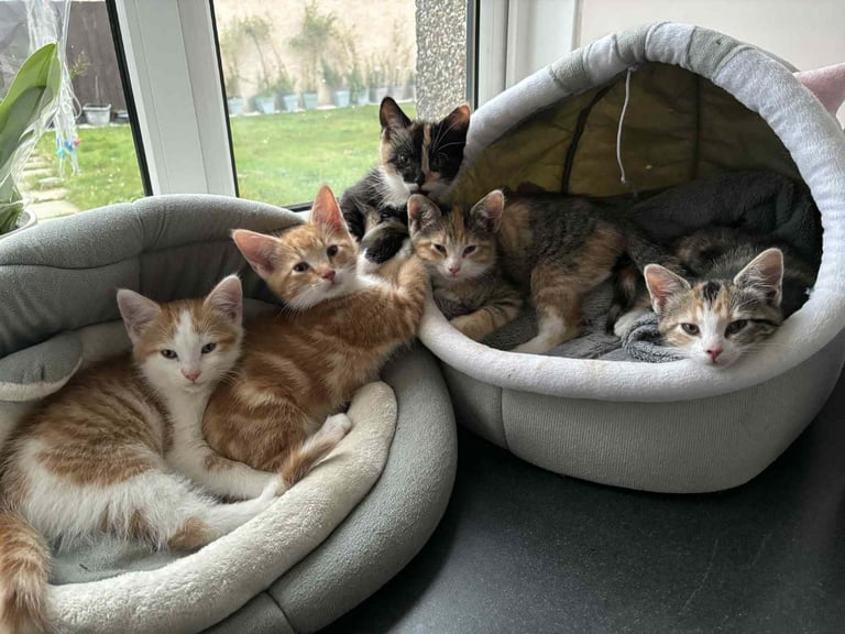 Kittens for sale