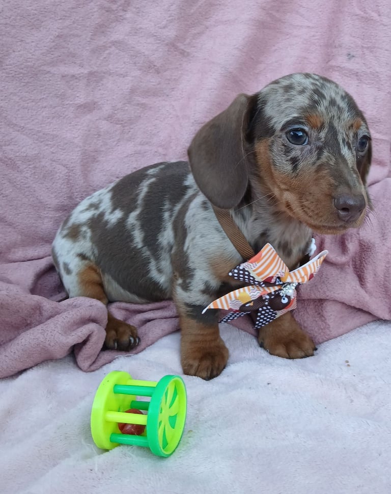 image for Kc reg miniature dachshund puppies