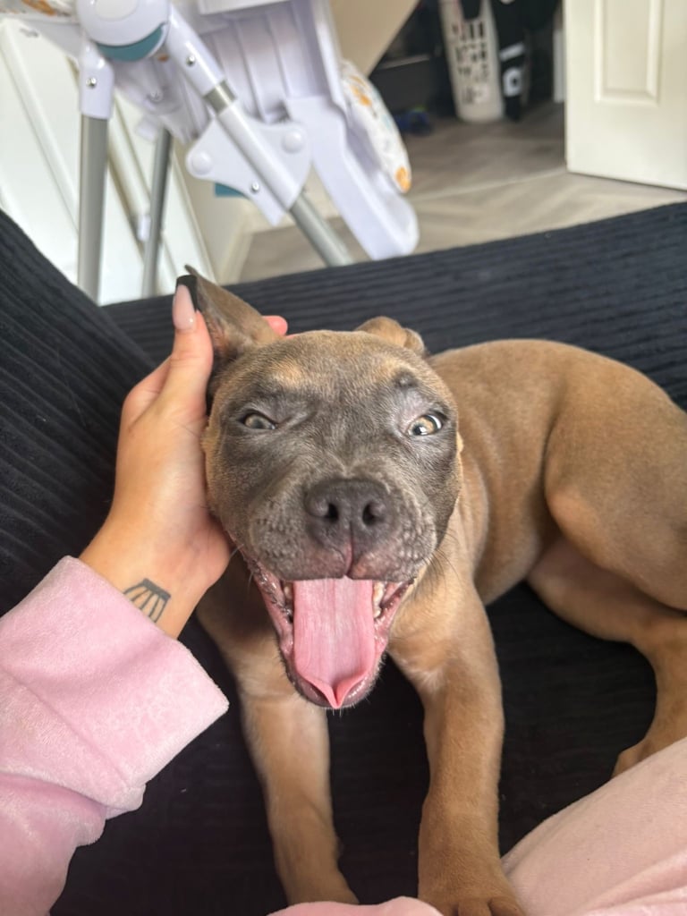 Pocket bully 16 weeks old 