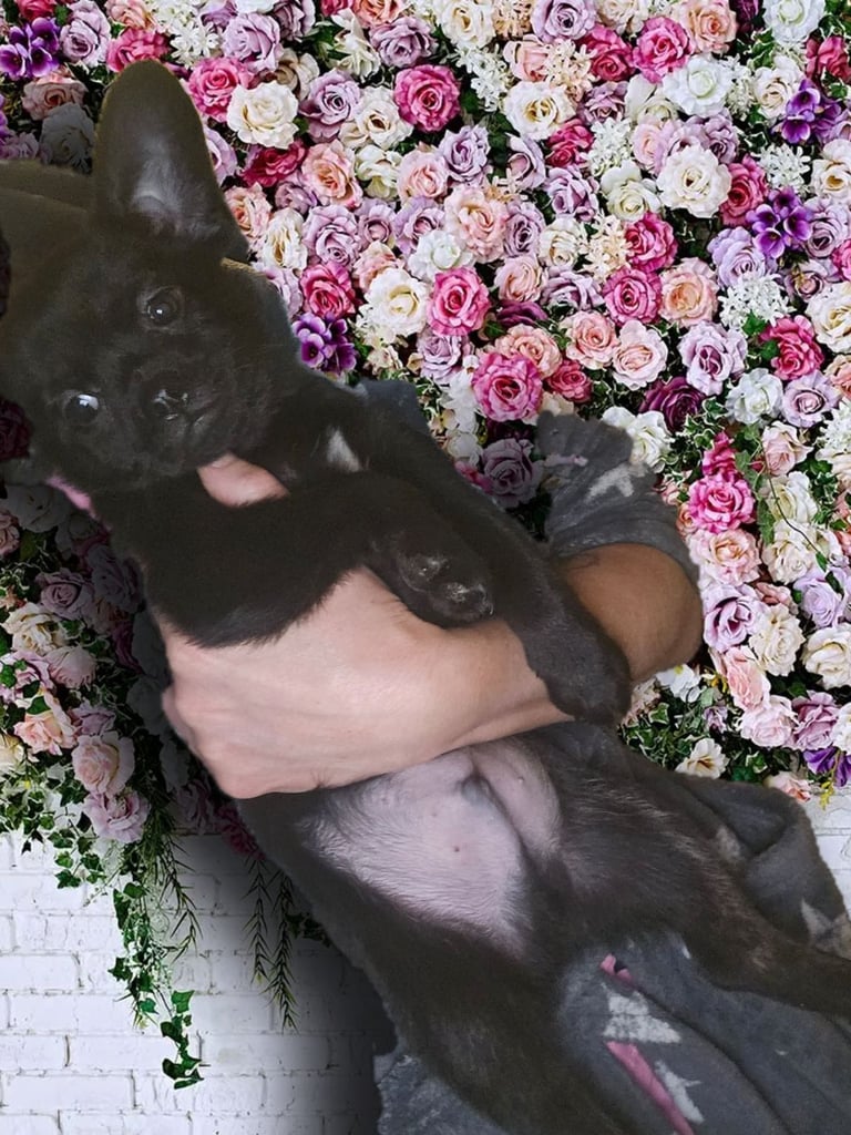 Fluffy Frenchie poms ❤️⭐️