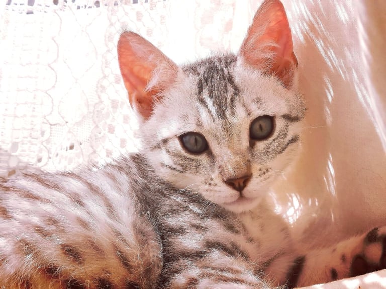 image for Egyptian Mau X Bengal 