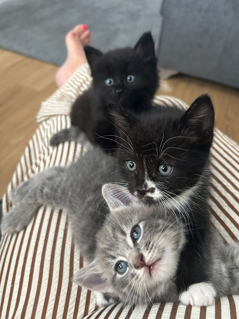 image for Playfull cute kittens
