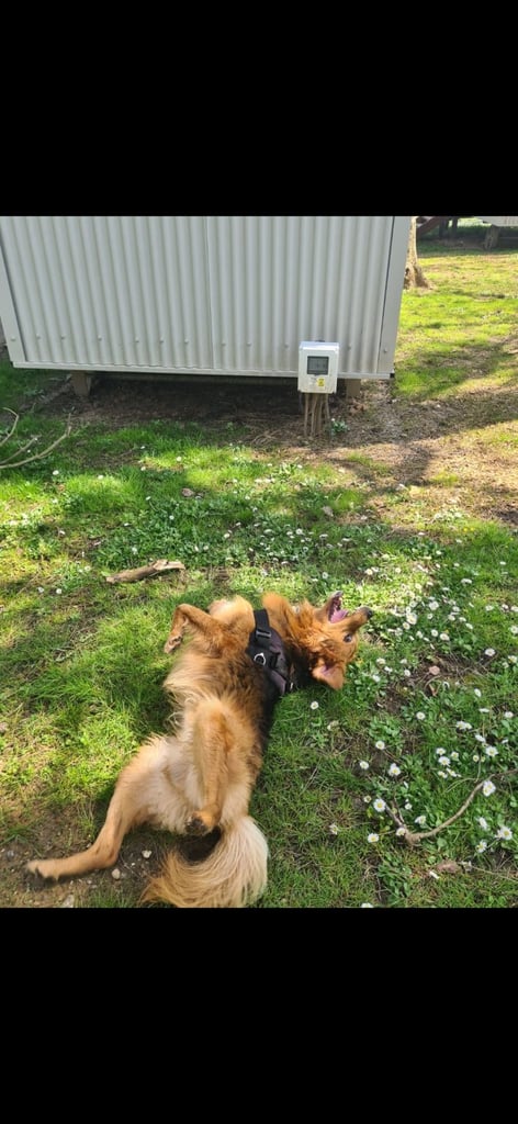 Cezar looking for new Home 