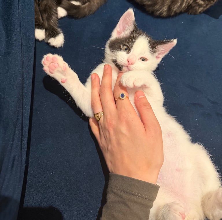 ADORABLE friendly male kitten 