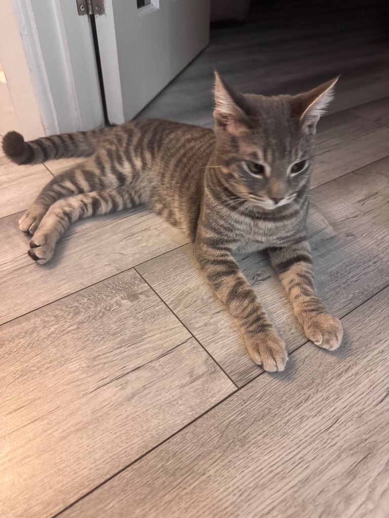 Two male 6 month old cats 