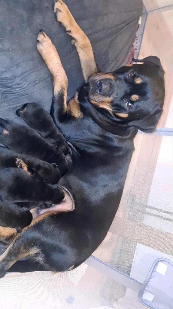 Rottweiler puppies ONLY 5 LEFT!!