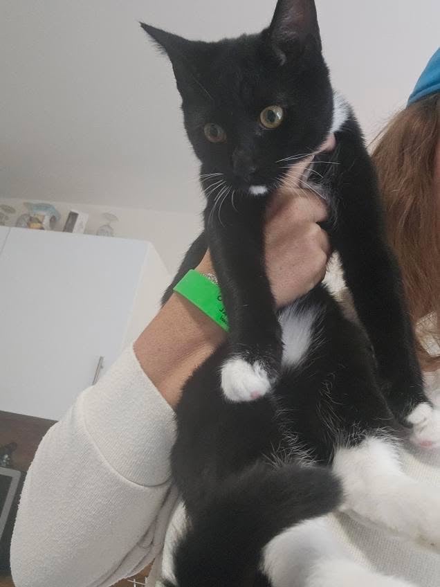 Kitten male 4 months old 