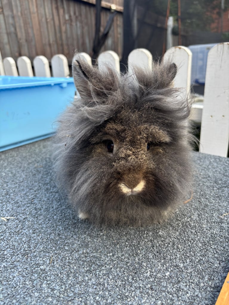image for 8 month old female Lionhead rabbit 