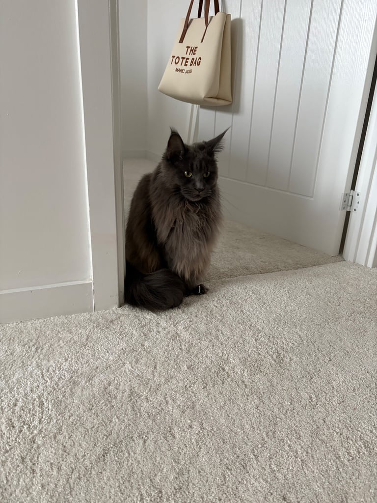 Maine Coon Girl