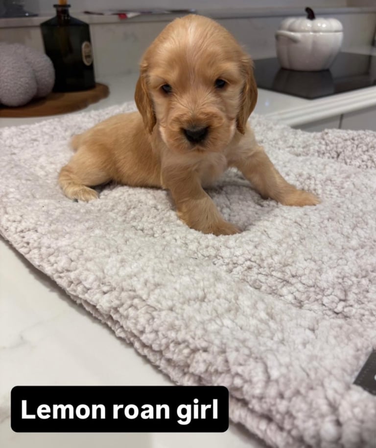 Kc show cocker spaniel puppy’s 