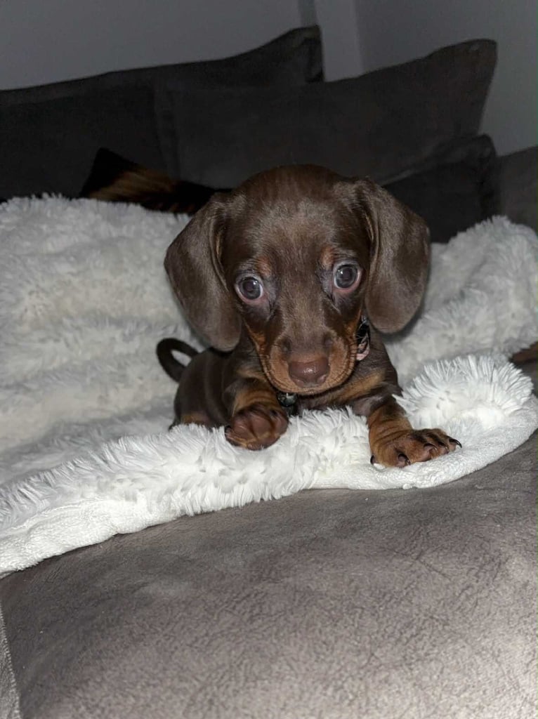 ONLY TWO LEFT ❤️❤️…….Beautiful litter of dachshund puppies 