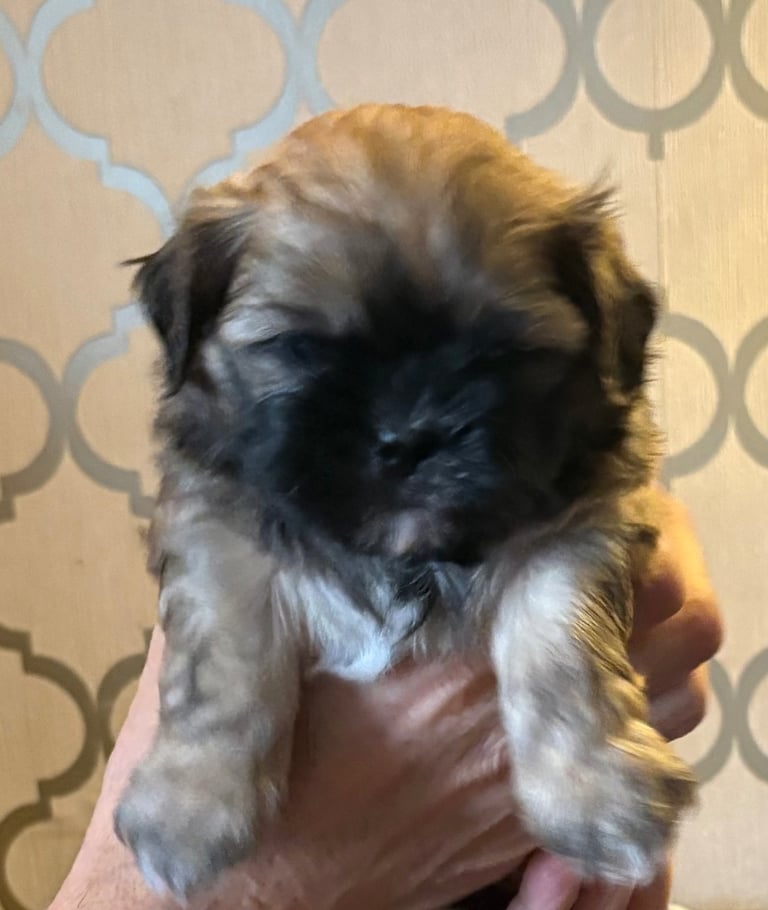 Two stunning shitzu pups 